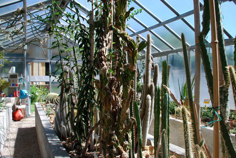 Orto Botanico_189.JPG